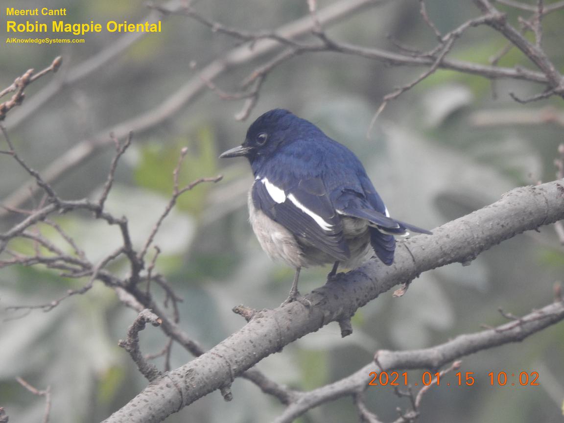 Magpie Robin (96) Coming Soon